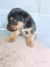 Pinscher incrocio york shire