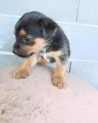 Pinscher incrocio york shire