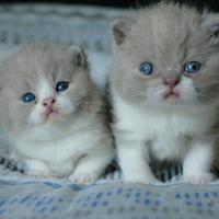 BRITISH Shorthair cuccioli