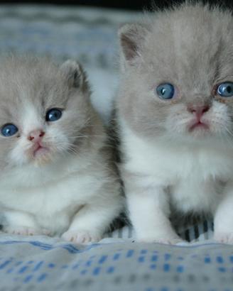 BRITISH Shorthair cuccioli