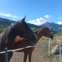 Cavallo