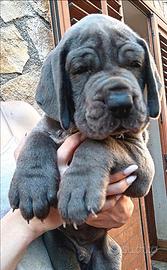 Alano blu cuccioli