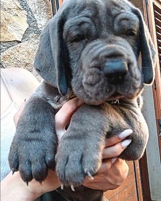 Alano blu cuccioli