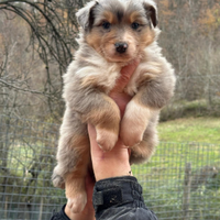 Cuccioli australian shepherd altissima genealogia