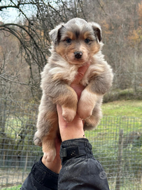 Cuccioli australian shepherd altissima genealogia