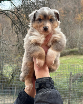 Cuccioli australian shepherd altissima genealogia