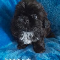 Shih tzu/shih tzu -pechinese