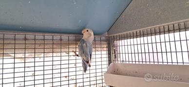 Inseparabili roseicollis