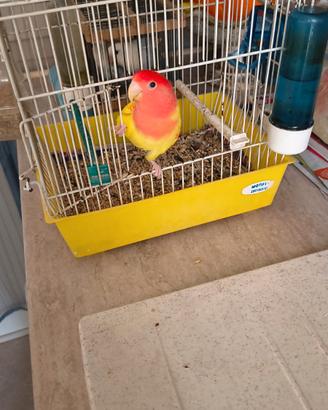 Inseparabile