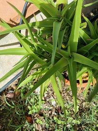 Aloe arborescens