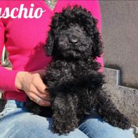 Barboncino nano total black