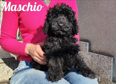 Barboncino nano total black