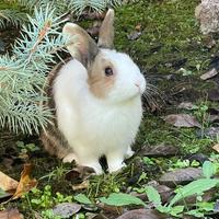 Coniglio nano