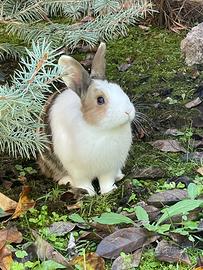 Coniglio nano