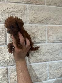 Barboncino Miny toy redbrown