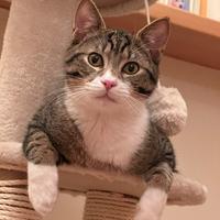 Tigro in attesa della sua famgilia