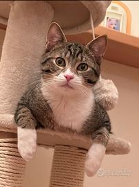 Tigro in attesa della sua famgilia