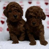 Barboncino mini Toy tre mesi red albicocca e fulvi