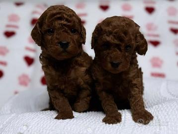 Barboncino mini Toy tre mesi red albicocca e fulvi