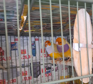 Coppia diamanti di gould