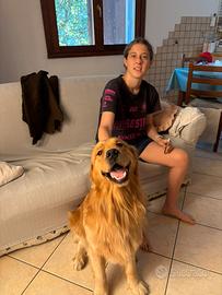 Accoppiamento golden retriver