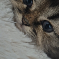 Gattini persiani bianchi e anche grigi