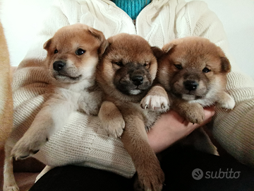 Cuccioli Shiba Inu