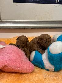 Barboncini toy red fulvo cuccioli