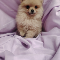 Spitz tedesco volpino nano