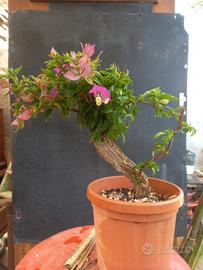 bonsai