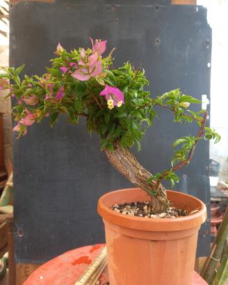 bonsai