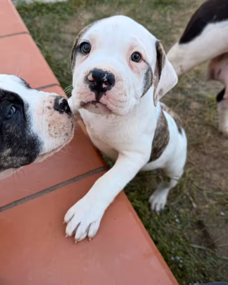 Bulldog Americani