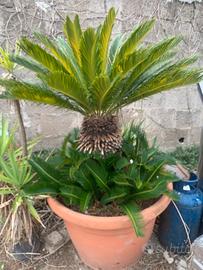 Piante cycas
