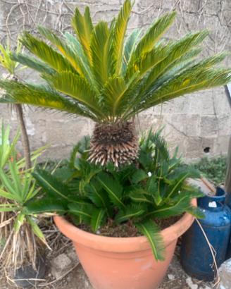 Piante cycas