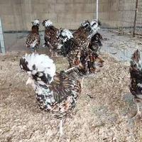 Padovana Tricolore Gallina Ornamentale