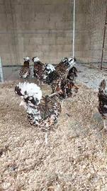 Padovana Tricolore Gallina Ornamentale