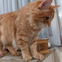 Maschio siberiano anallergico disponibile