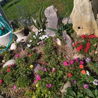  sassi x giardino roccioso e polietilene 