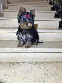 Cucciolo maschietto yorkshire