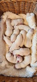 Cuccioli di dalmata
