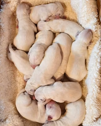 Cuccioli di dalmata