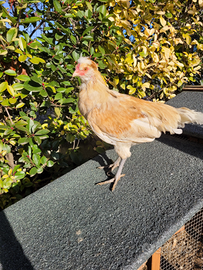 Galletti dalle uova colorate