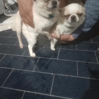 Chihuahua stallone