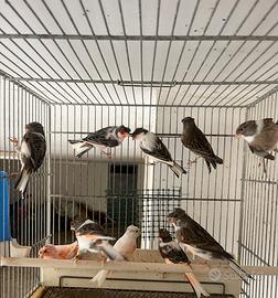 Arlecchino portoghesi e mosaico gialli