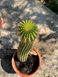 Cactus Echinopsis