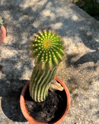 Cactus Echinopsis