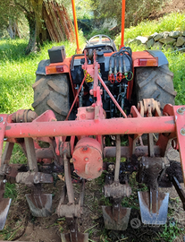 Vangatrice selvatici