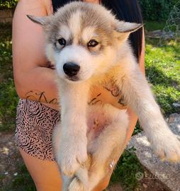 Cucciolo Siberian Husky