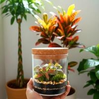 Terrarium by Sterrarium 🦋 