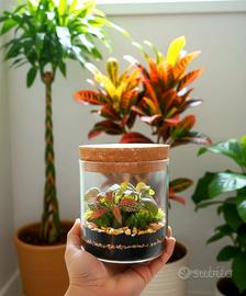 Terrarium by Sterrarium 🦋 